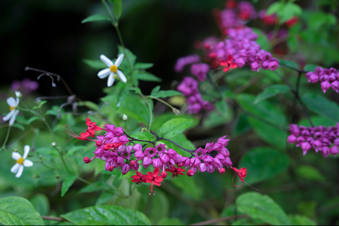 Cây hoa ngọc nữ (Clerodendrum thomsoniae)